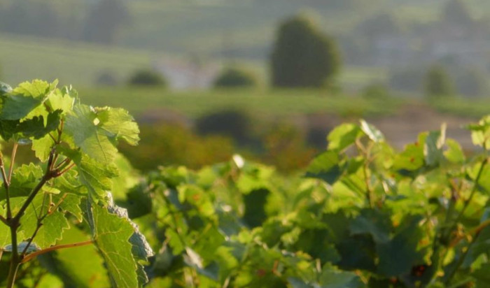 JOURNEE DE FORMATION AU CIDS LE 7 AVRIL DEDIEE A LA CERTIFICATION ENVIRONNEMENTALE COGNAC